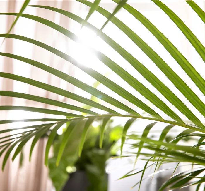 Zimmerpflanzen schneiden – Ist das wirklich notwendig?