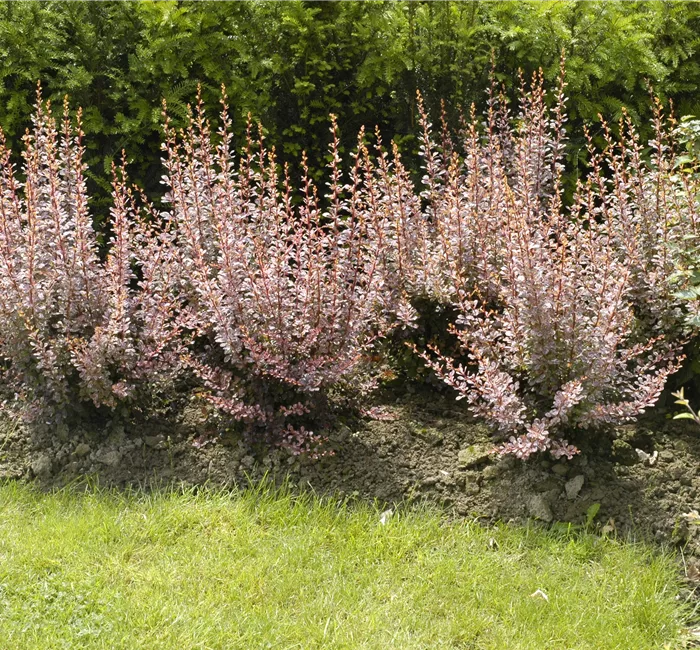 Berberitzen bereichern den Garten in jeder Hinsicht Berberitzen bereichern den Garten in jeder Hinsicht