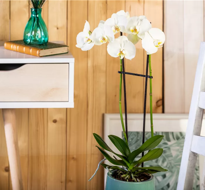 Tipps für eine traumhafte Raumgestaltung mit Orchideen