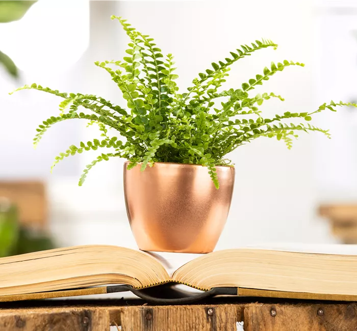 Schädlinge an Zimmerpflanzen erkennen und vorbeugen