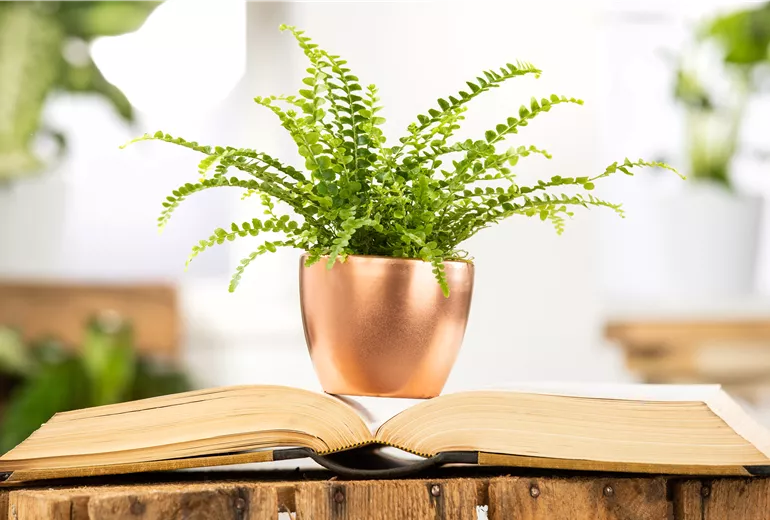 Nephrolepis exaltata 'Bostoniensis'