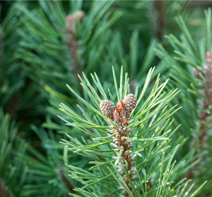 Die passenden Nadelgehölze für jeden Standort im Garten