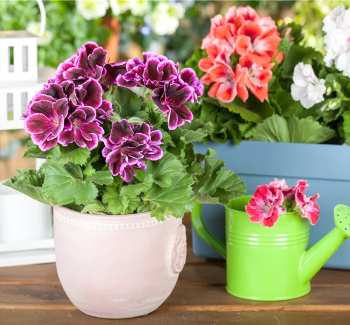 Geranien pflanzen und Balkon und Garten bunt gestalten