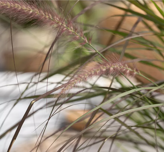 Gräser zurückschneiden für einen malerischen Wuchs
