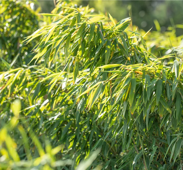Gartengestaltung mit Bambus für fernöstliches Feeling