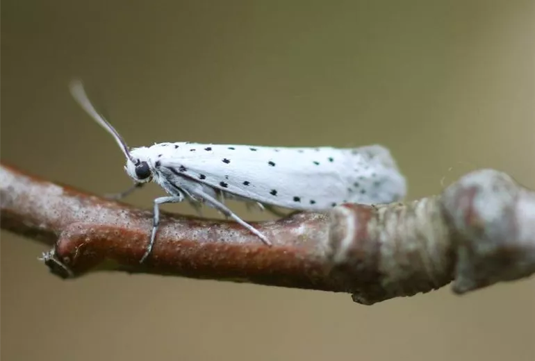 Gespinstmotte Falter