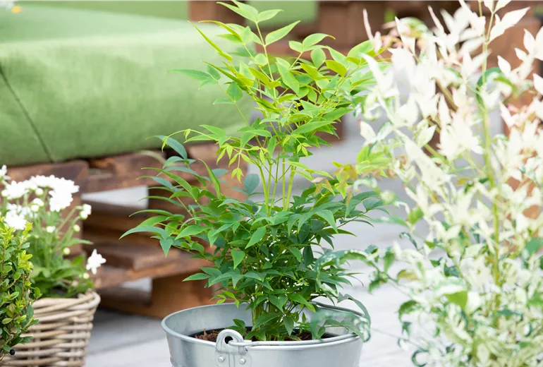 Nandina domestica 'Magical® Lemon-Lime'