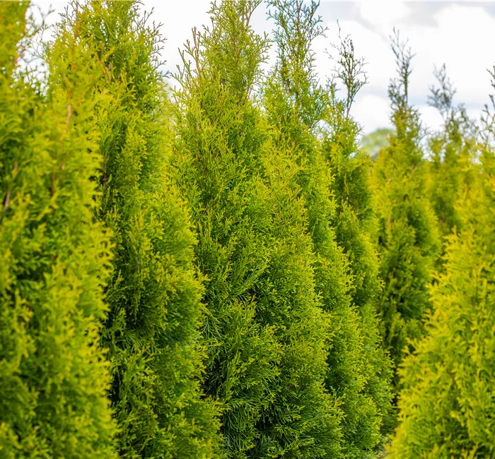 Thuja pflanzen und immergrüne Schönheit genießen