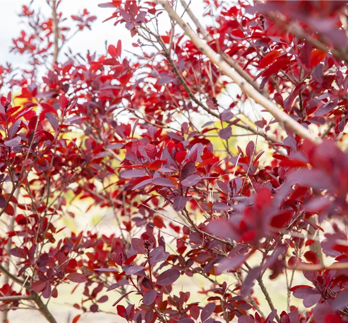 Ameise, Blattlaus und Co. – Laubgehölze vor Schädlingen schützen
