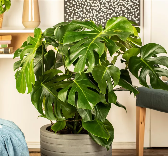 Die 5 besten Pflanzen fürs Homeoffice