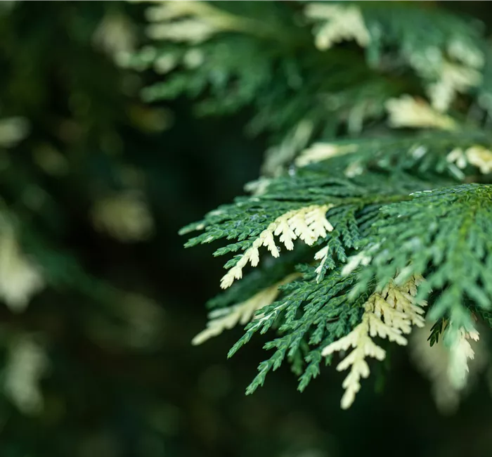 Nadelgehölze kaufen und das ganze Jahr Farbe genießen