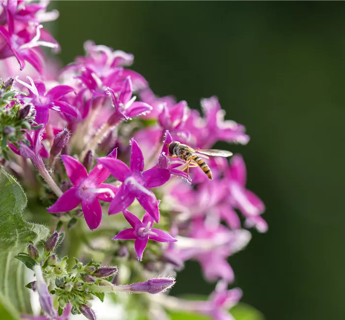 So funktioniert der Pflanzenschutz im Naturgarten