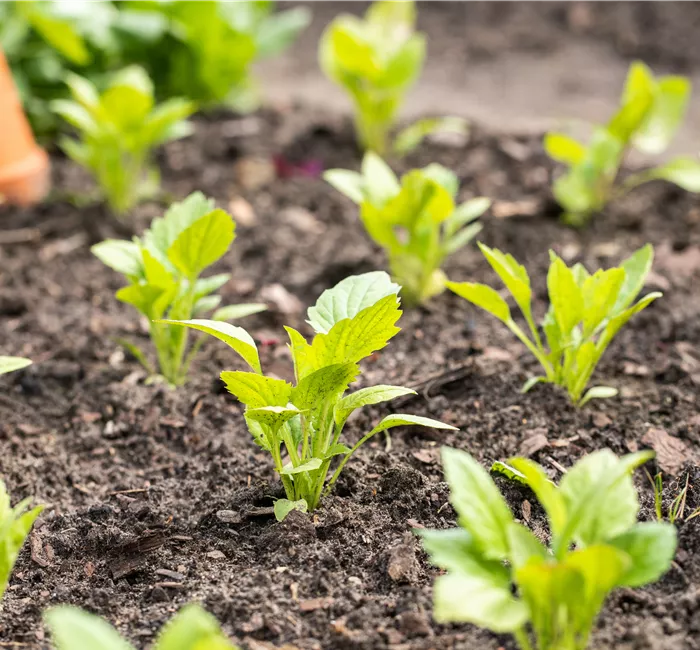 Aromatische Gartengestaltung mit Gemüse und Kräutern