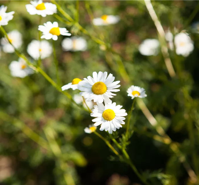8 Pflanzen für die Gesundheit, die jeder kennen sollte 8 Pflanzen für die Gesundheit, die jeder kennen sollte
