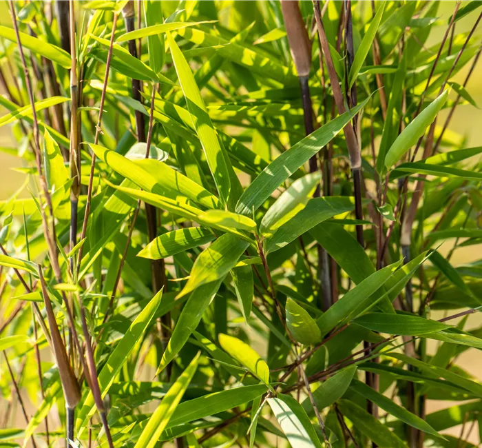 Bambus zurückschneiden und die asiatische Schönheit pflegen