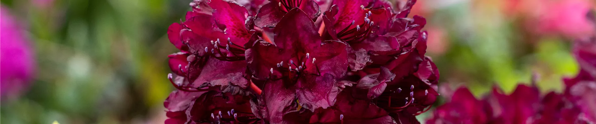 Rhododendron 'Cetewayo'