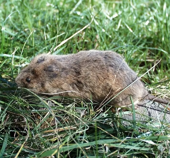 Das jeweils richtige Mittel zur Schädlingsbekämpfung finden