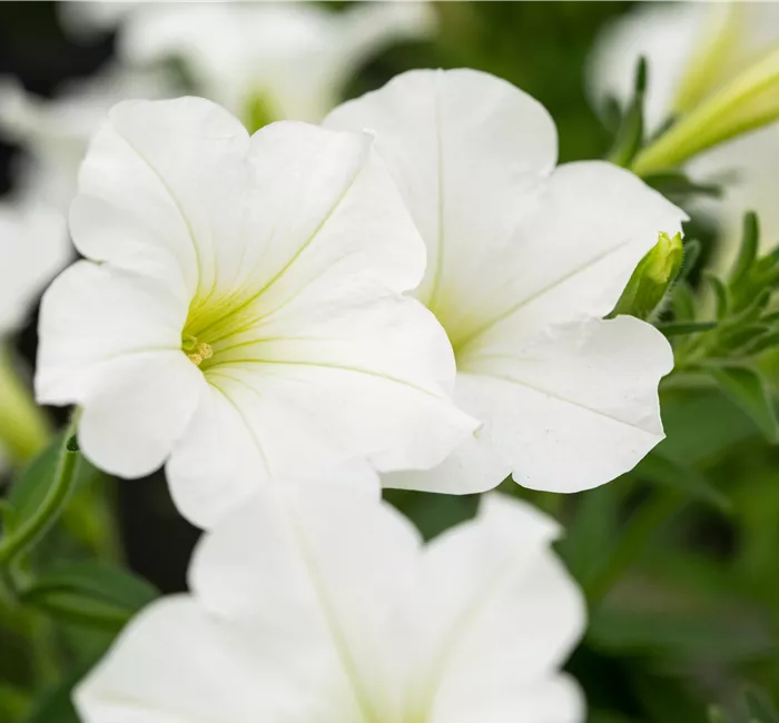 Beet und Balkon bepflanzen und bunt ins neue Gartenjahr starten