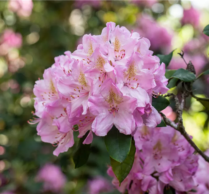 Rhododendron kaufen und den Garten bunt gestalten