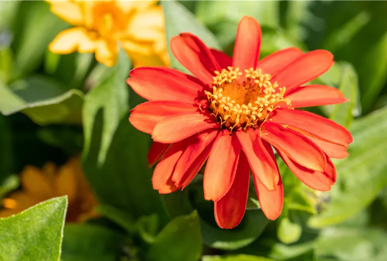 Zinnia marylandica, rot
