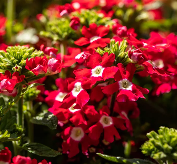 Beet und Balkon gestalten und für ein Farbenmeer sorgen