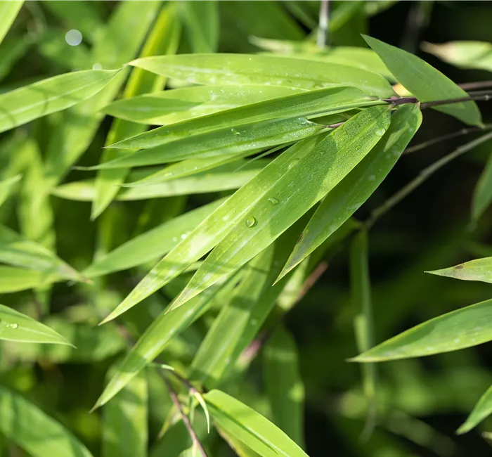 Ein asiatischer Garten als Oase der Ruhe