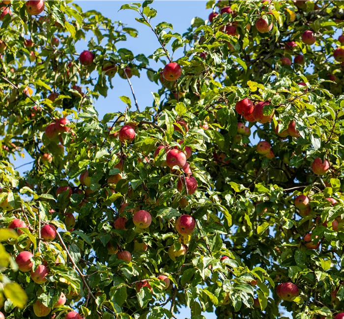 Obstgehölze einpflanzen und einen Naschgarten erschaffen