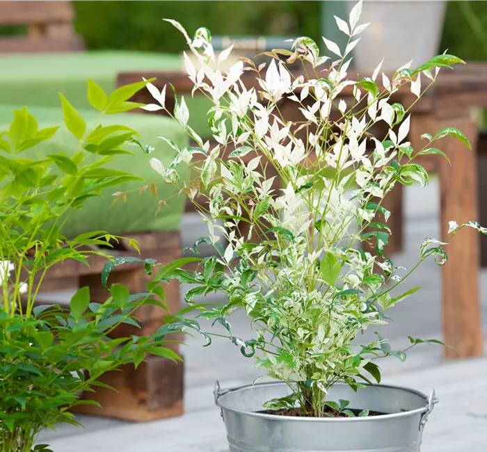 Bambus pflegen und Garten und Balkon verschönern Bambus pflegen und Garten und Balkon verschönern