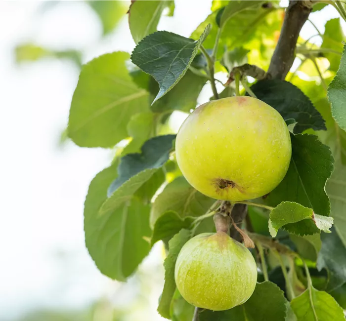 Obstgehölze kaufen und einen eigenen Naschgarten anlegen