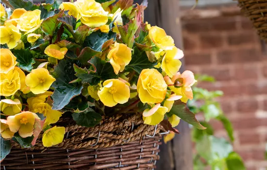Begonien pflanzen und pflegeleichte Blüten bewundern Begonien pflanzen und pflegeleichte Blüten bewundern