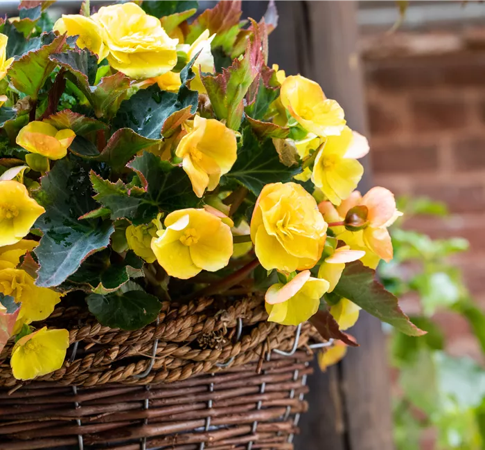 Begonien pflanzen und pflegeleichte Blüten bewundern