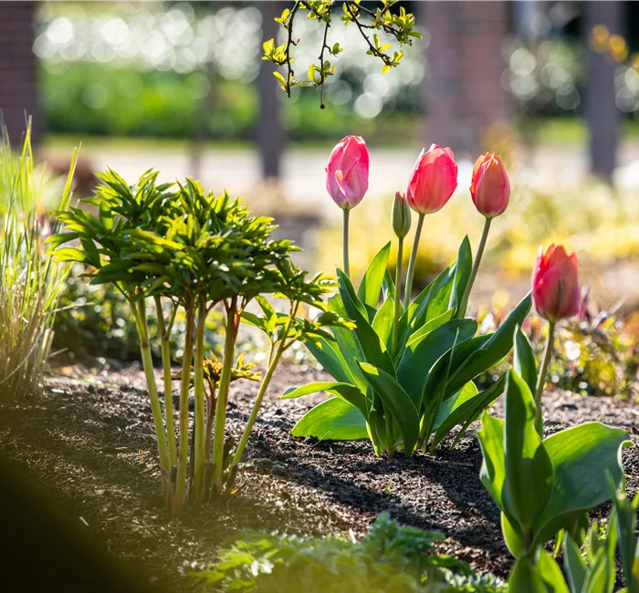 Die 9 schönsten Frühblüher für Frühlingsgefühle