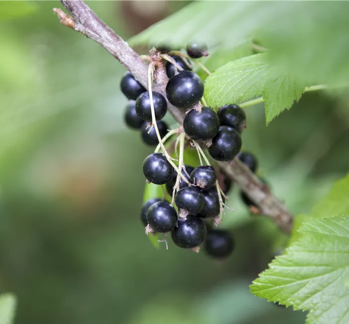 Obstgehölze nach dem Kauf behandeln und richtig pflegen