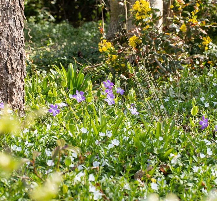 Bodendeckende Stauden für eine flächige Begrünung
