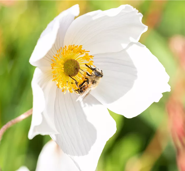 Nützlinge im Garten – Fleißige kleine Helfer fördern