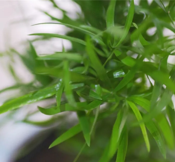 Zierspargel - Einpflanzen in ein Gefäß