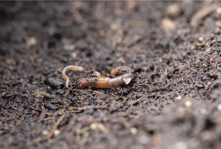 Regenwurm