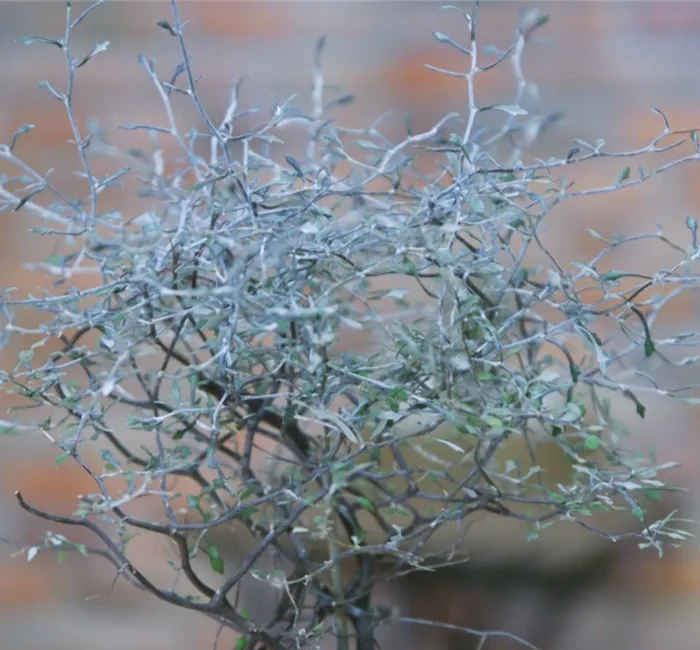 Zickzackstrauch - Umtopfen