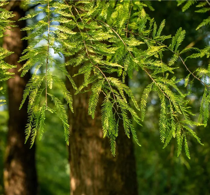 Die beliebtesten Nadelgehölze – Stars mit Nadeln im Garten