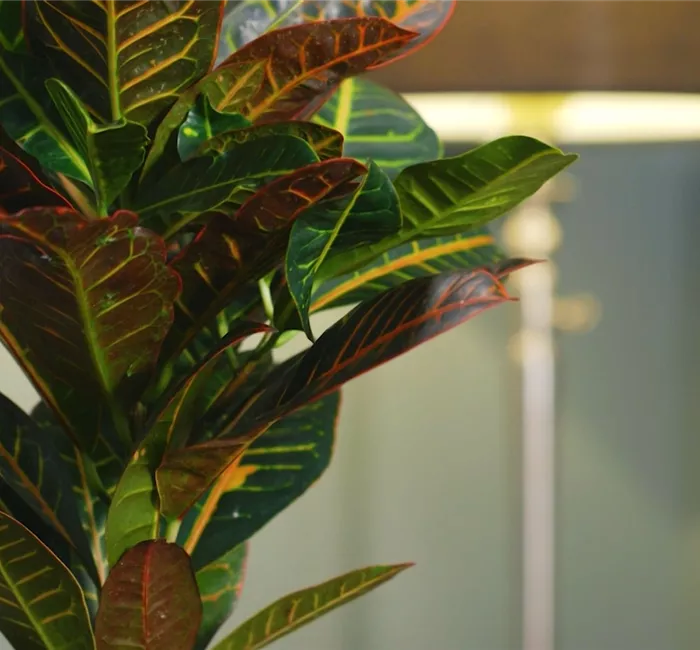 Zimmerpflanzenportrait - Wunderstrauch