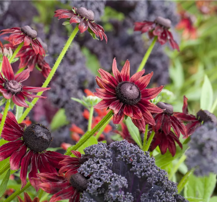 Die beliebtesten Stauden für die Gartengestaltung Die beliebtesten Stauden für die Gartengestaltung