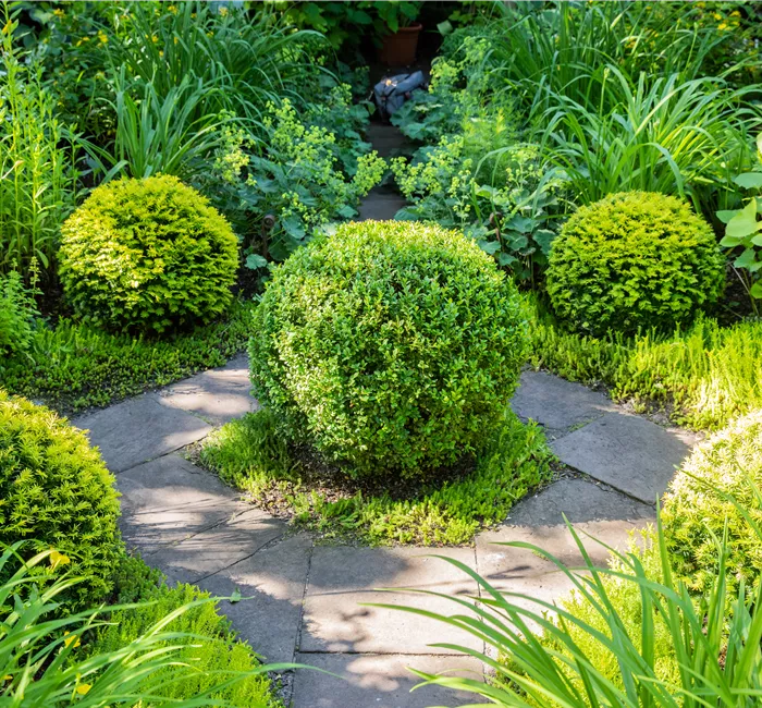 Buchsbaum als immergrüner Klassiker in Garten und Co.
