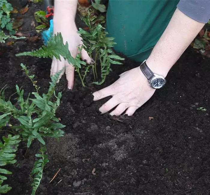 Farn - Teilen und Vermehren