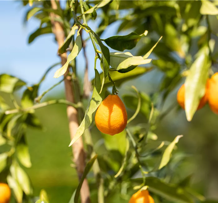 Ein mediterraner Garten und seine Gestaltungsmöglichkeiten
