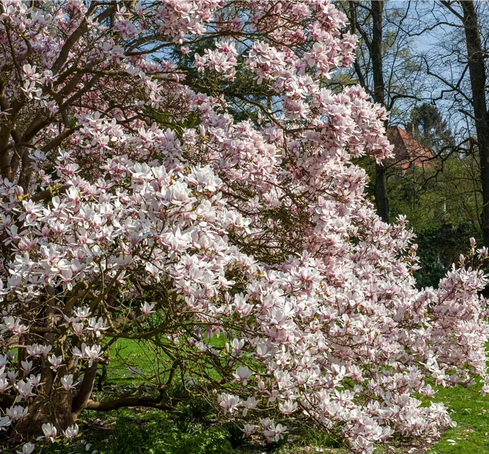 Magnolien pflanzen für einen Blickfang im Garten 