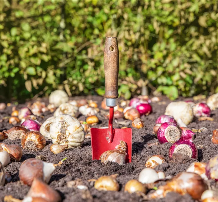 Krankheiten und Schädlinge an Blumenzwiebeln und -knollen erkennen