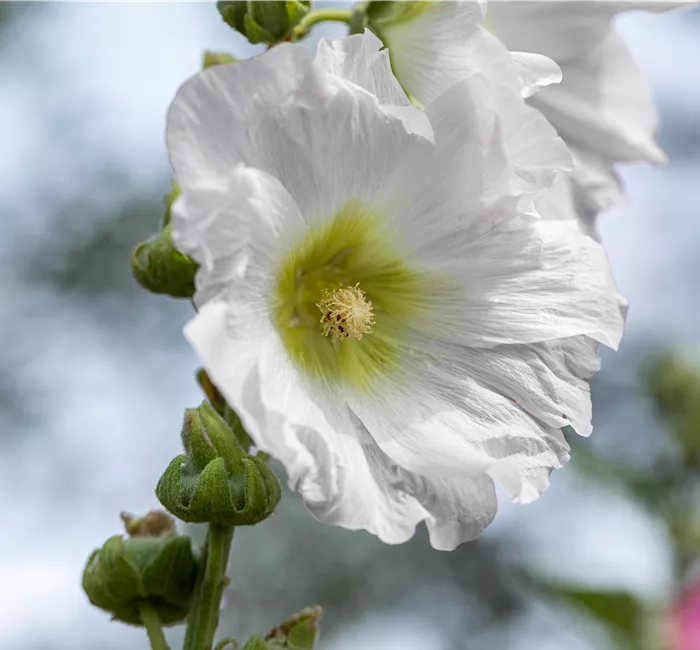 Begleitpflanzen für Rosen – So kommen die Königinnen groß raus