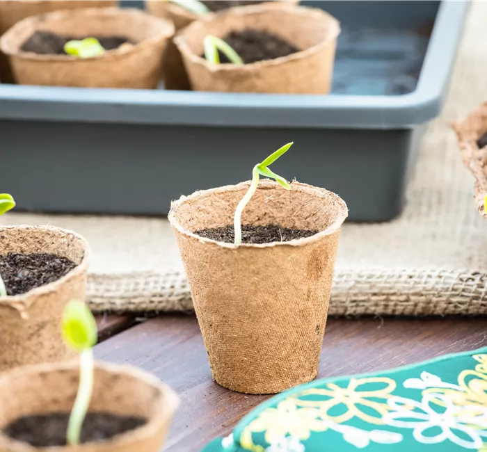 Die 5 besten Tipps für die Anzucht und Erfolg bei der Ernte