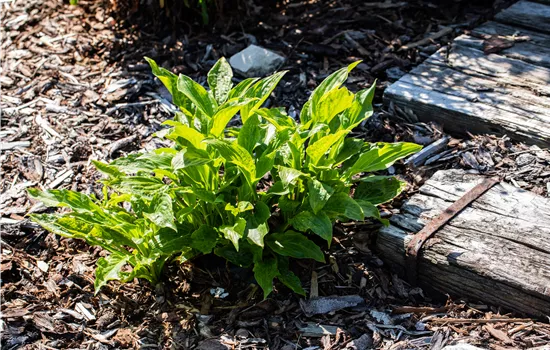 Funkien pflanzen und schattige Stellen bunt gestalten