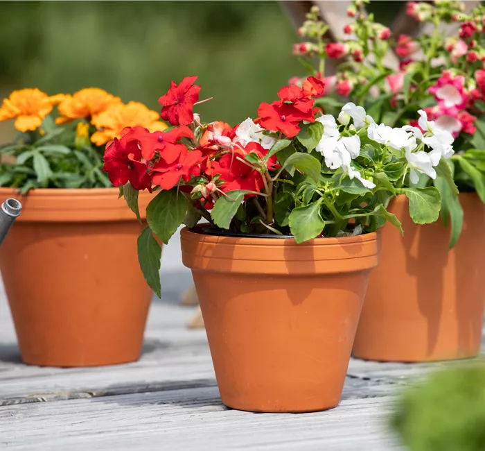Ein Fleißiges Lieschen für einen farbenfrohen Sommer